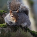 Photo of the day - 28th June 2021 - Squirrel