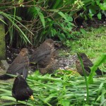 Photo of the day - 29th June 2021 - Baby Blackbirds
