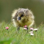 Photo of the day - 1st July 2021 - Baby Bird