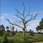Photo of the day - 2nd July 2021 - Tree
