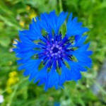 Photo of the day - 3rd July 2021 - Cornflower