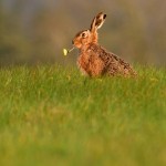Photo of the day - 4th July 2021 - Brown hare