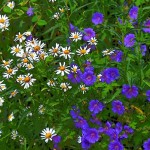 Photo of the day - 6th July 2021 - Wayside flowers, Yellow Hundred, Dursley