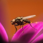 Photo of the day - 9th July 2021 - Beautiful wildlife