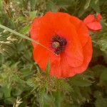 Photo of the day - 11th July 2021 - Wild Poppy