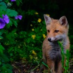 Photo of the day - 12th July 2021 - Fox