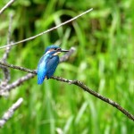 Photo of the day - 16th July 2021 - Kingfisher