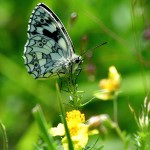 Photo of the day - 17th July 2021 - Marbled white butterfly