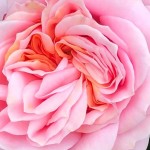 Photo of the day - 19th July 2021 - Just a Rose