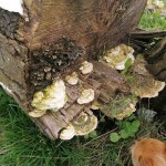 Photo of the day - 20th July 2021 - Fungi