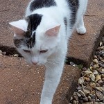 Pet of the Day - 18th July 2021 - My cat loves to hide in the flowers in my garden