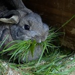 Pet of the Day - 19th July 2021 - Thumper