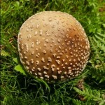 Photo of the day - 23rd July 2021 - Mushroom