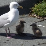 Photo of the day - 24th July 2021 - A seagull and itś chicks!
