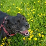 Pet of the Day - 26th July 2021 - Roxy