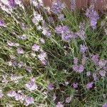 Photo of the day - 29th July 2021 - Blooming lavender