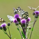 Photo of the day - 30th July 2021 - Marbled White Butterflies