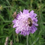 Photo of the day - 31st July 2021 - Beautiful wild Scabious enjoyed by two happy bees