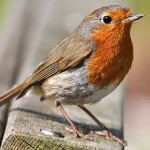 Photo of the day - 1st August 2021 - Robin