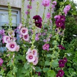 Photo of the day - 3rd August 2021 - Hollyhocks in the Garden