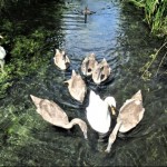Photo of the day - 4th August 2021 - Family of Swans