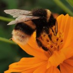 Photo of the day - 8th August 2021 - Happy bee