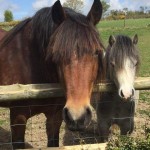 Pet of the Day - 1st August 2021 - Megan and Chester