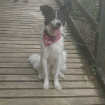 Dog of the Day - 24th May 2020 - Romanian rescue Levi