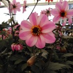 Photo of the day - 11th August 2021 - Pink Flowers