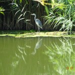 Photo of the day - 12th August 2021 - Beautiful Bird