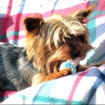 Dog of the Day - 25th May 2020 - Henry