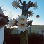 Photo of the day - 15th August 2021 - Cactus