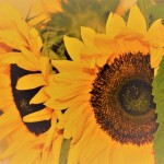 Photo of the day - 16th August 2021 - Sunflowers