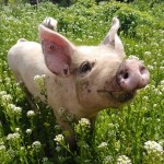 Photo of the day - 17th August 2021 - Pig!