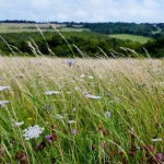Photo of the day - 19th August 2021 - Wildflowers