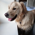 Dog of the Day - 26th May 2020 - Buddy