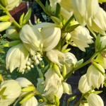 Photo of the day - 24th August 2021 - Beautiful Flowers