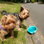 Pet of the Day - 15th August 2021 - Boris and Jaxon