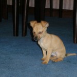 Pet of the Day - 16th August 2021 - Bambi as a baby