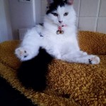 Pet of the Day - 17th August 2021 - Violet