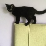 Pet of the Day - 18th August 2021 - Agnes