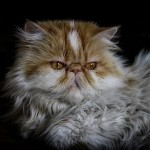 Pet of the Day - 19th August 2021 - Persian Cat