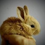 Pet of the Day - 20th August 2021 - Baby Bunny