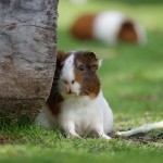 Pet of the Day - 22nd August 2021 - Guinea Pig