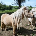 Pet of the Day - 23rd August 2021 - Pony