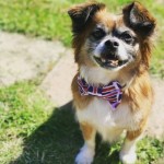 Dog of the Day - 27th May 2020 - Gizmo Jeremy Davis