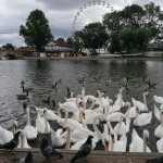 Photo of the day - 25th August 2021 - Swans