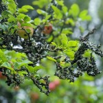 Photo of the day - 26th August 2021 - Lichen in the Orchard