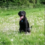 Dog of the Day - 28th May 2020 - Bertie