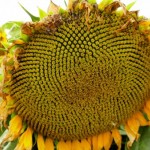 Photo of the day - 28th August 2021 - Giant Sunflower